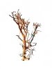 Tantora Korzeń Branch Drift Wood 25-30Cm Piękny Selekcja GRATIS!